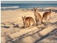 1 Kennedia Court, Banksia Beach QLD 4507