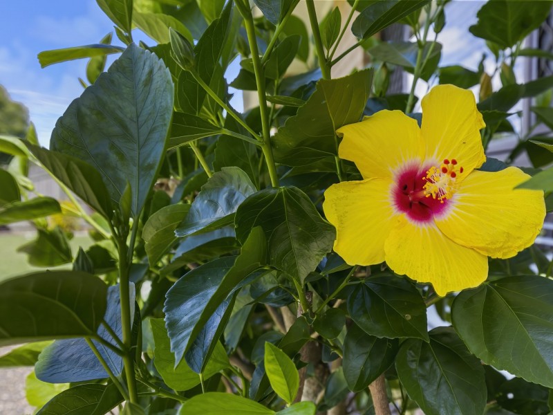 9 Fowler Drive, Caboolture South QLD 4510