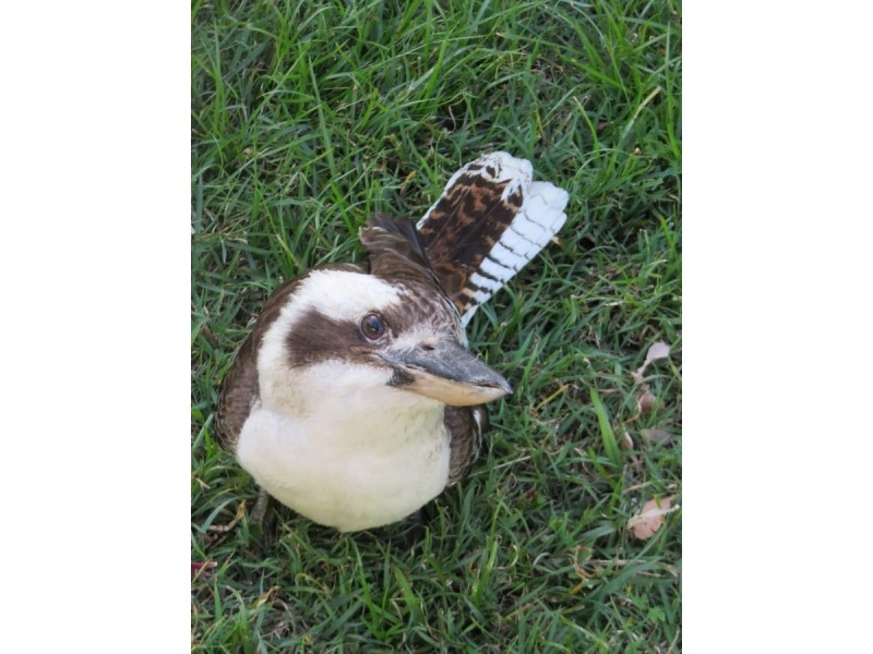 6 Roxburgh Road, Wights Mountain QLD 4520