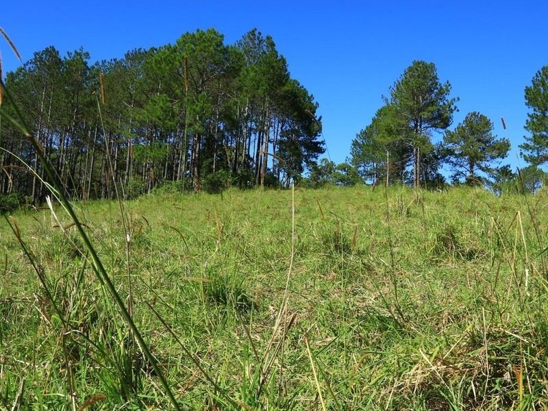 William Road, Eumundi QLD 4562