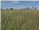 293 Spoonbill Road, Clermont QLD 4721