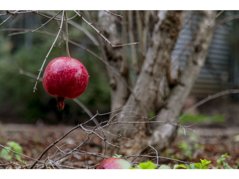 41a Kintore Street, Mile End SA 5031