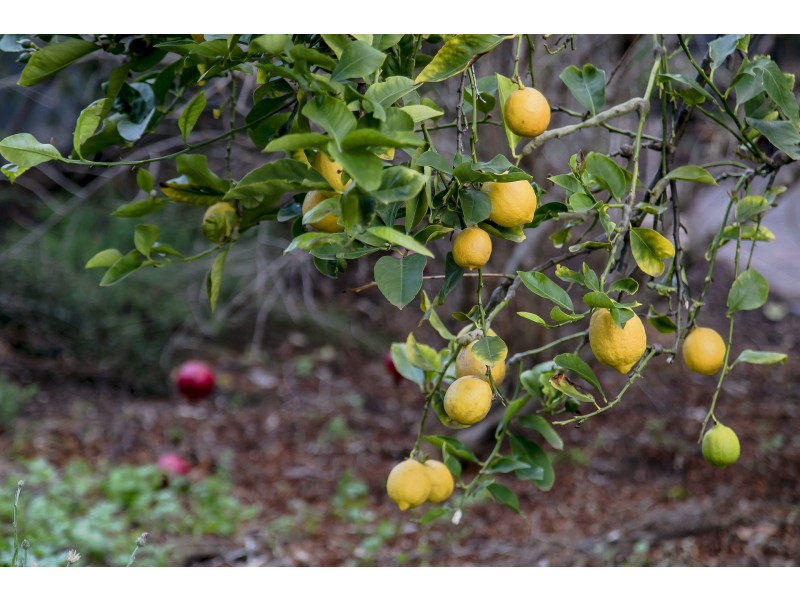 41a Kintore Street, Mile End SA 5031