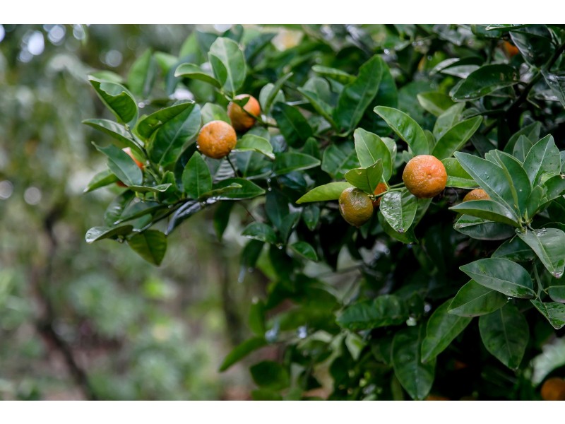 68 West Street, Torrensville SA 5031