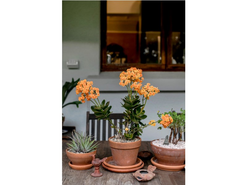 36 Henley Street, Mile End SA 5031