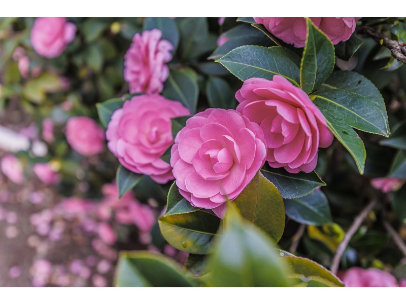 38 Milner Road, Hilton SA 5033