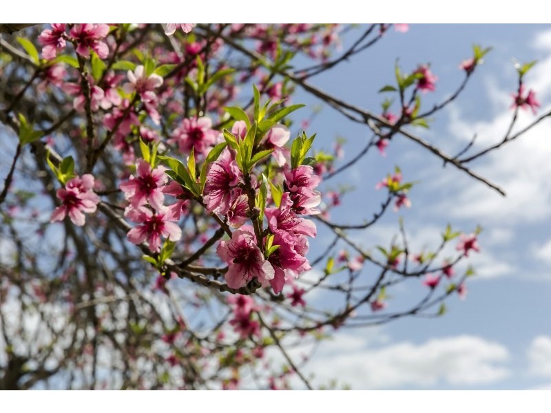 11 Fewings Avenue, Brooklyn Park SA 5032