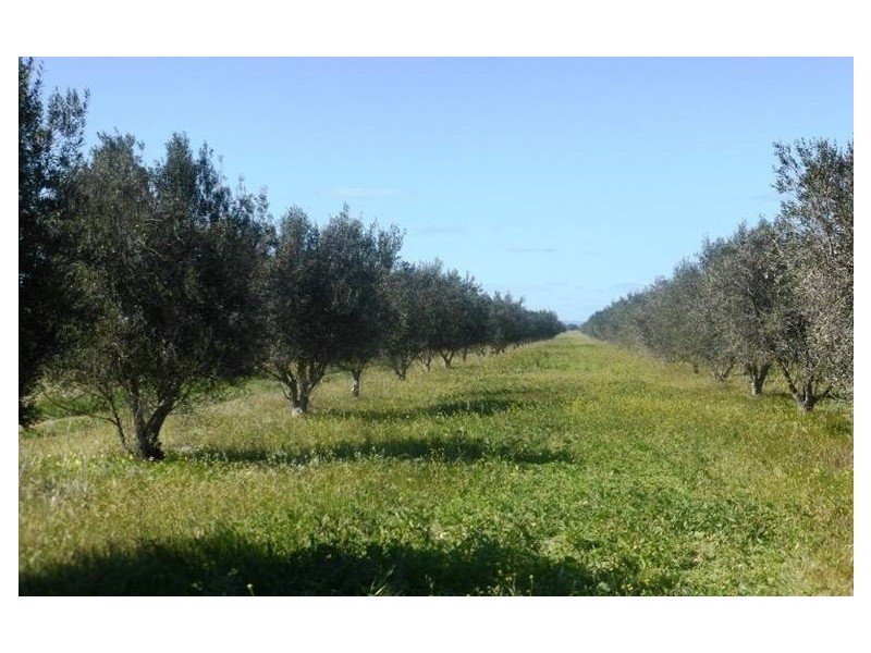 40 Branch Hill Road, Bowmans SA 5550