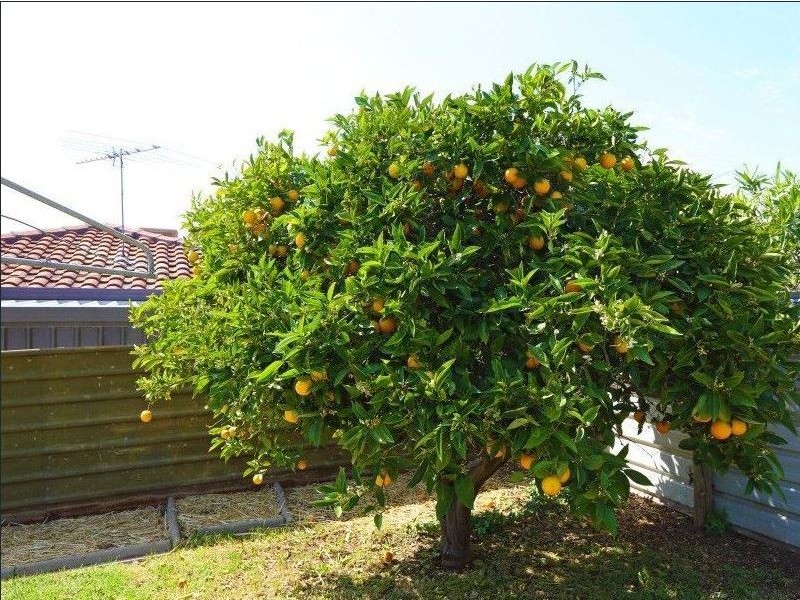 18 Larrimah Road, Morphett Vale SA 5162