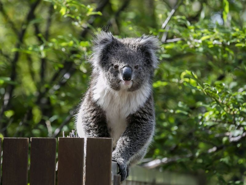 19 The Common, Beaumont SA 5066