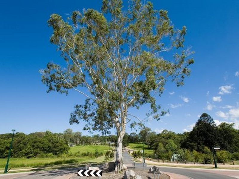 Nambour QLD 4560