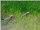 Peregian Springs QLD 4573