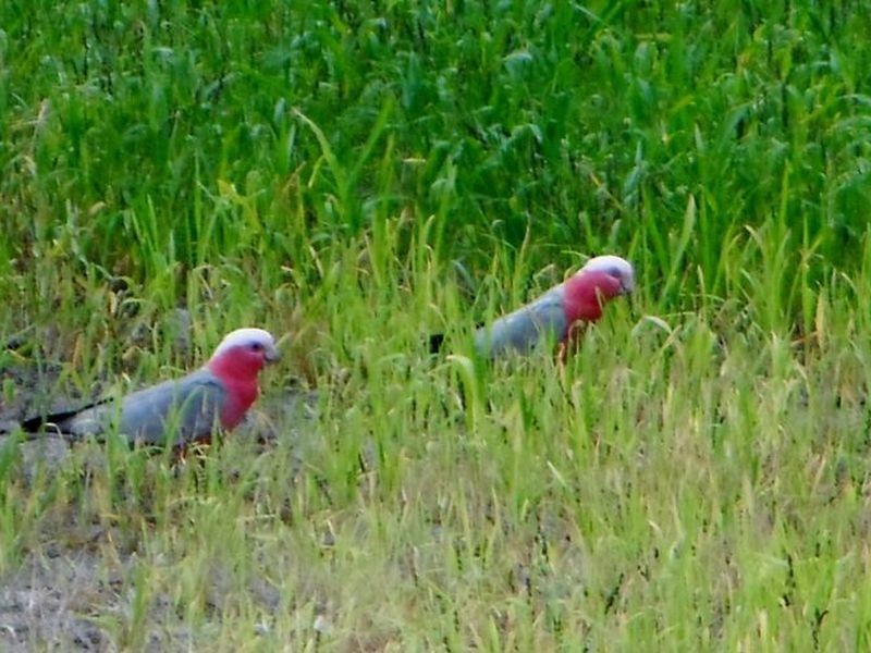 Peregian Springs QLD 4573