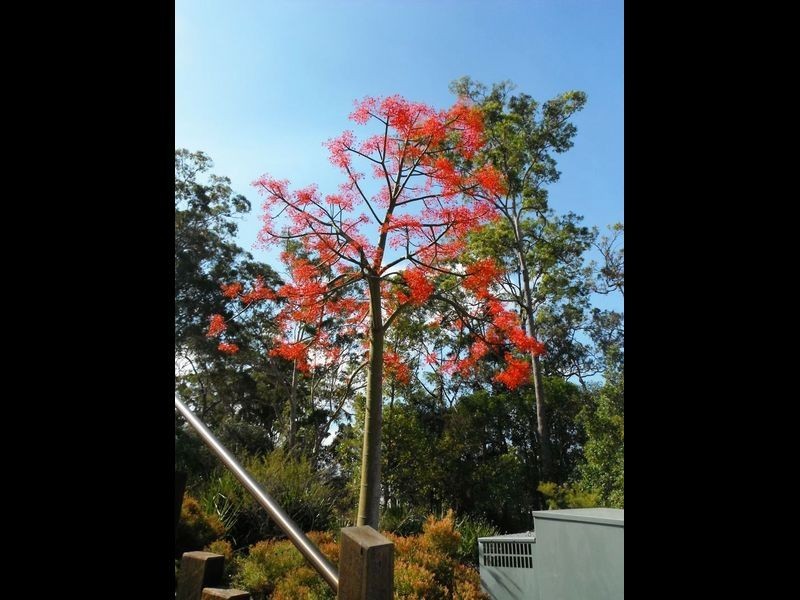 Peregian Springs QLD 4573