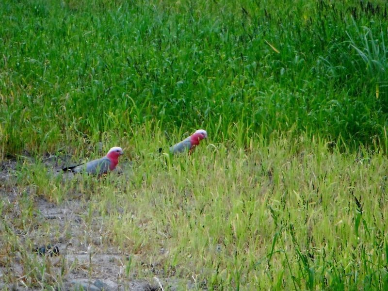 Peregian Springs QLD 4573