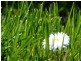 Peregian Springs QLD 4573