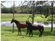 Eumundi QLD 4562
