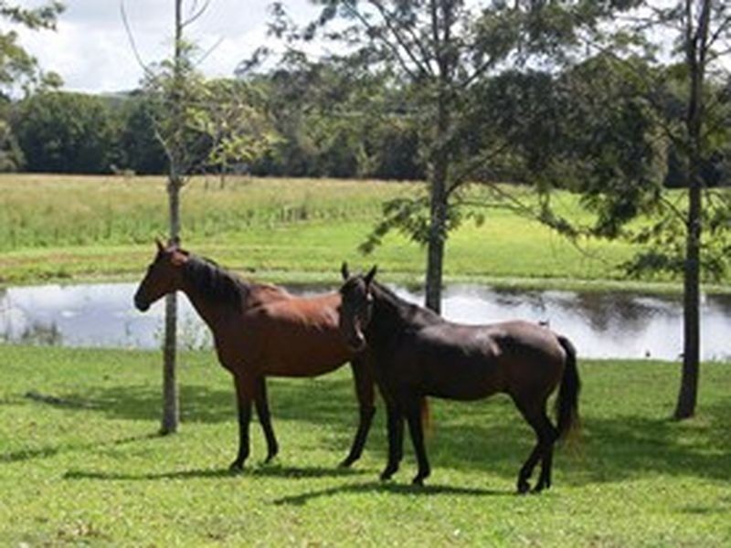 Eumundi QLD 4562