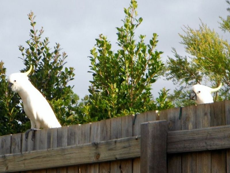 Lot 32TBN Tomaka Close, Peregian Springs QLD 4573