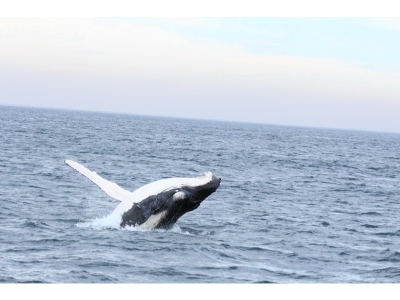 8 Saltwater Crescent, Diamond Beach NSW 2430