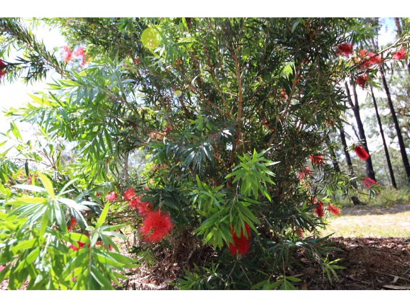 Hallidays Point NSW 2430