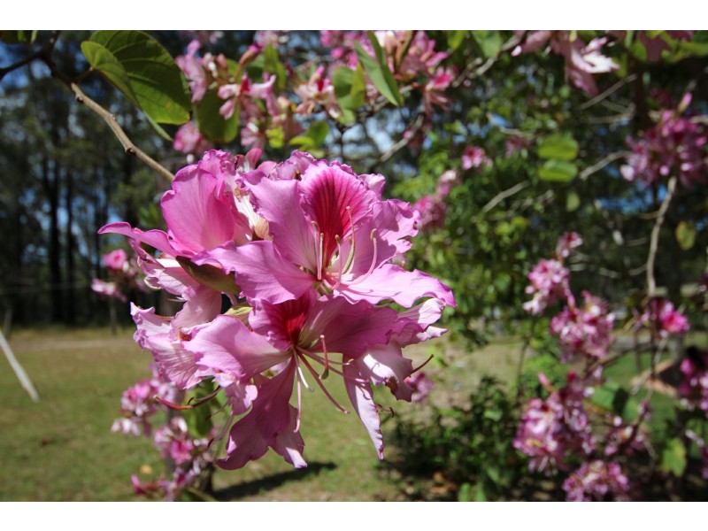 Hallidays Point NSW 2430