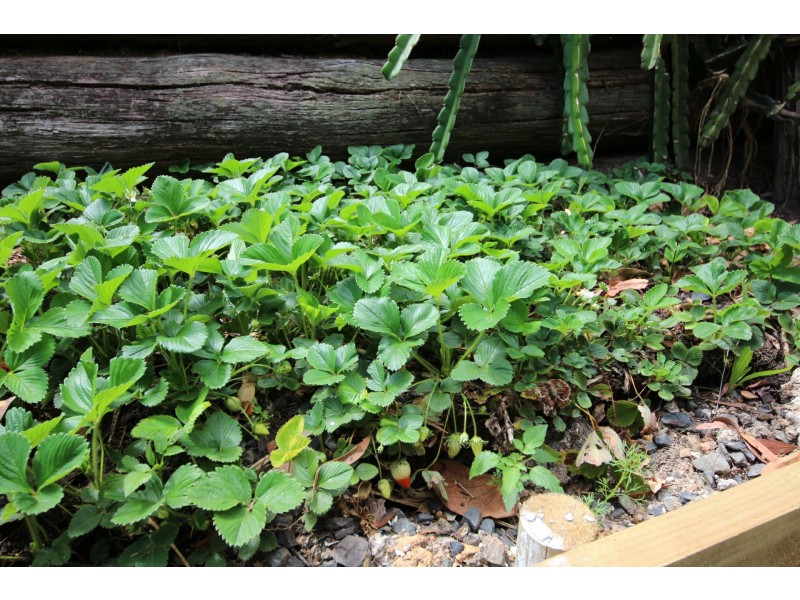 Hallidays Point NSW 2430