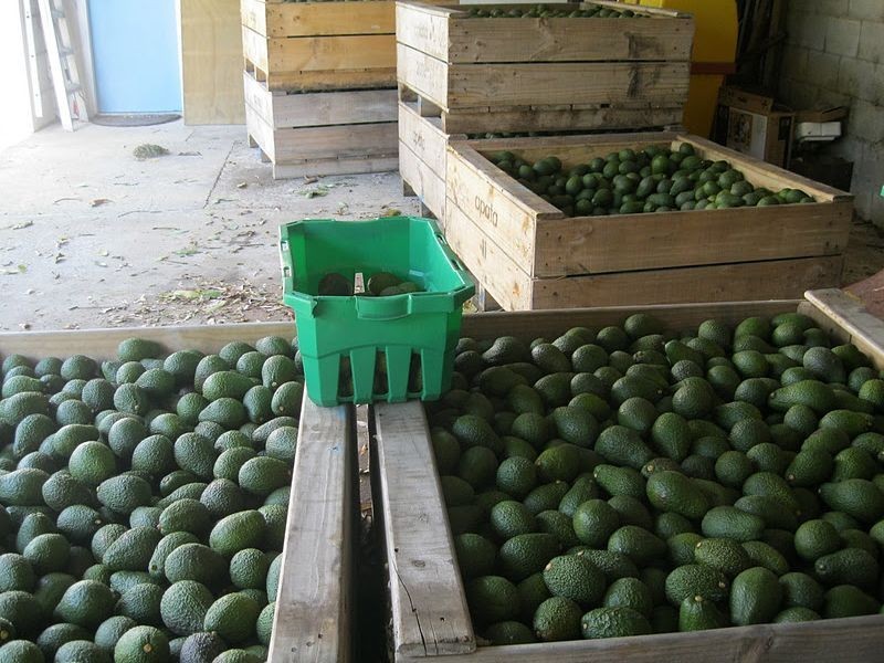 85 Burgess Avenue, Maleny QLD 4552