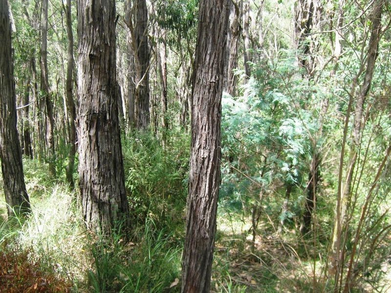 Healesville VIC 3777