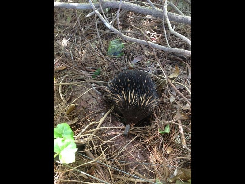 Healesville VIC 3777