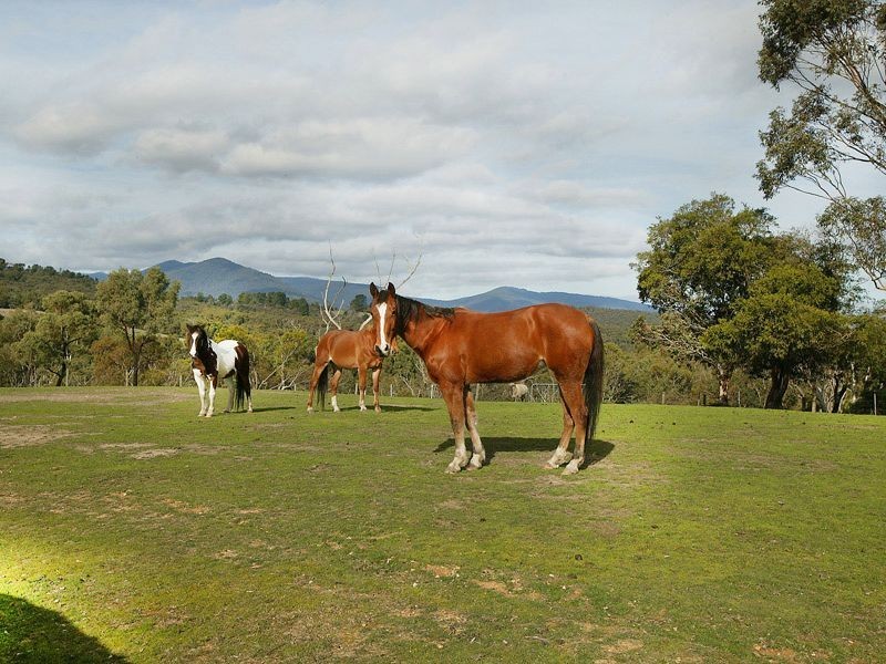 Healesville VIC 3777