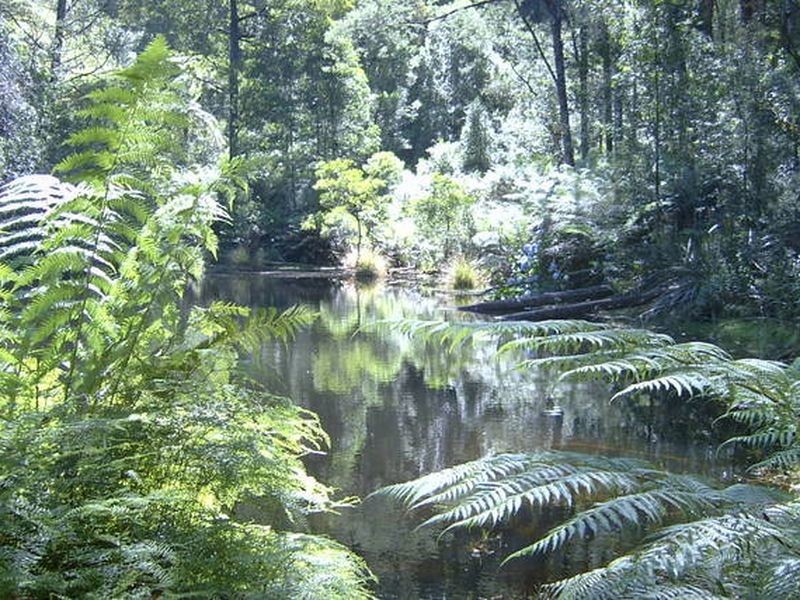 Narbethong VIC 3778