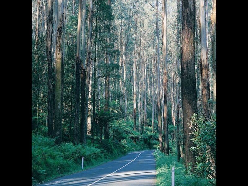 Narbethong VIC 3778