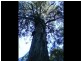 Narbethong VIC 3778