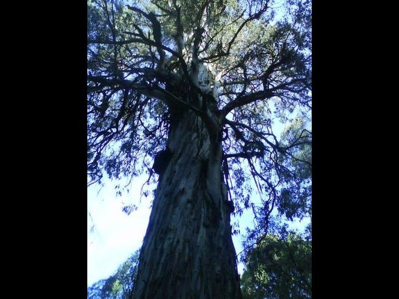 Narbethong VIC 3778
