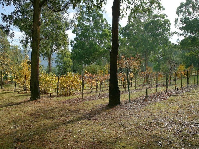 Healesville VIC 3777