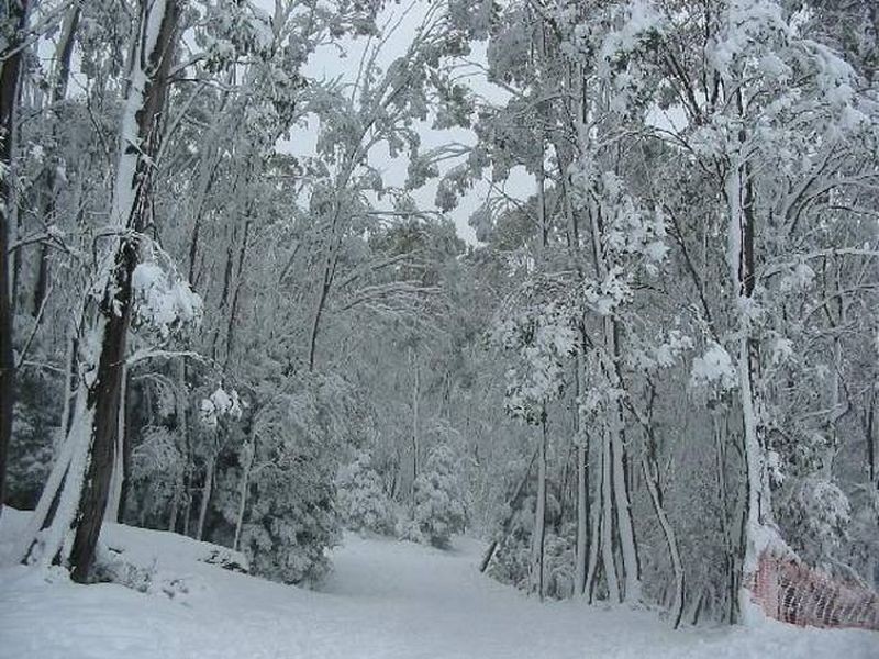 Narbethong VIC 3778