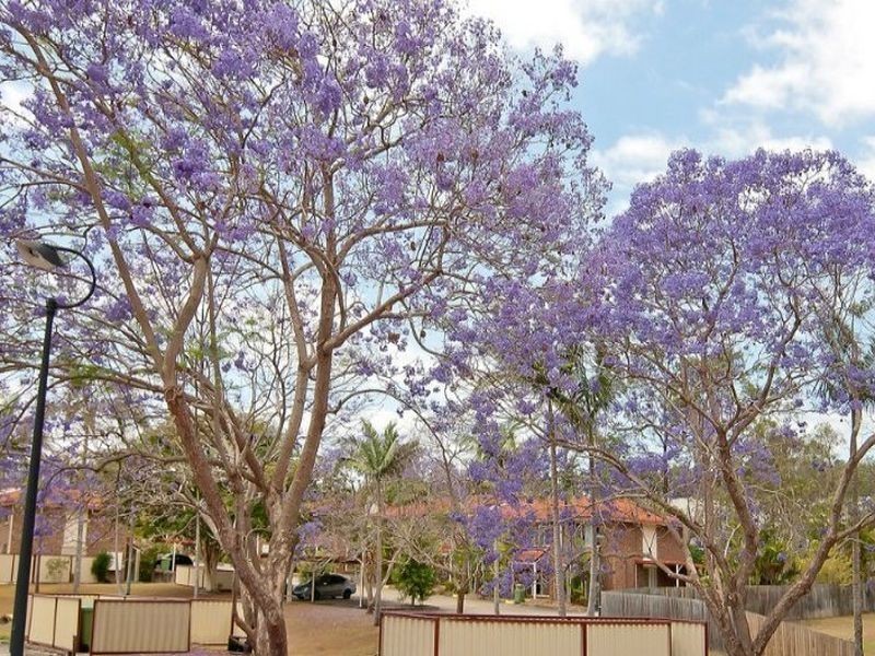 79//3 Costata Street, Hillcrest QLD 4118