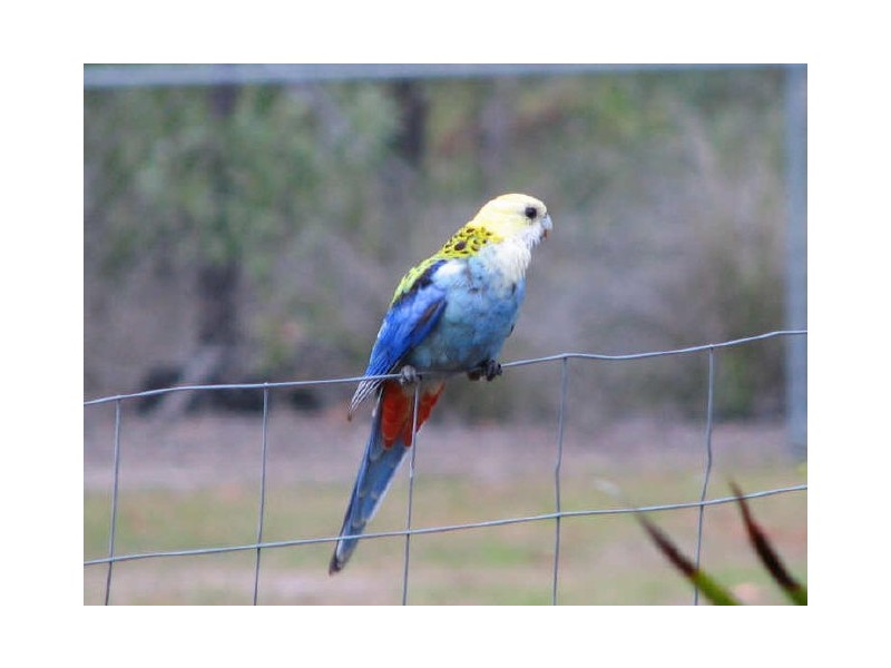 10-12 Kadlunga Court, Boronia Heights QLD 4124