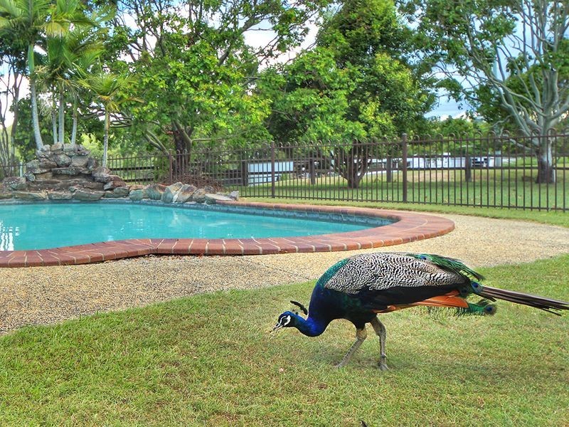 22-54 Teak Street, Cedar Vale QLD 4285