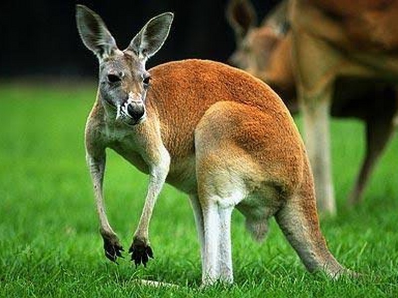 Lot 2/21 Blackbean Street, Marsden QLD 4132