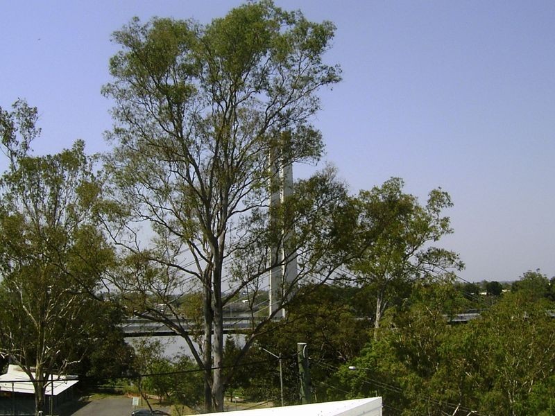 Dutton Park QLD 4102