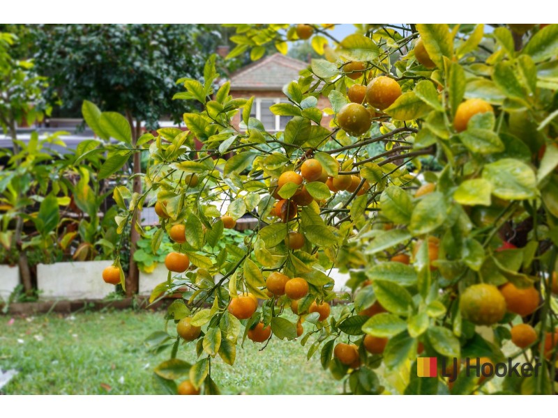 16 Docos Crescent, Bexley NSW 2207