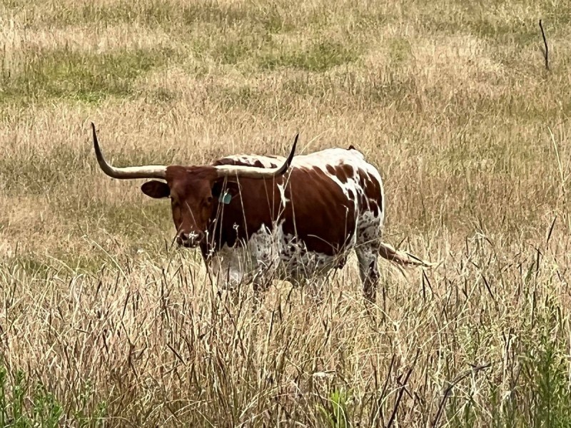 4100 Oallen Ford Road, Windellama NSW 2580