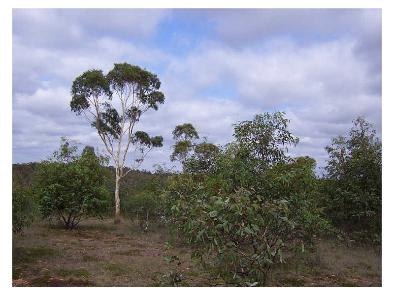 310 Clay Pitt Road, Windellama NSW 2580