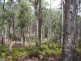 Mares Forest Road, Taralga NSW 2580