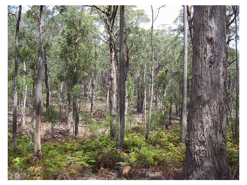 Mares Forest Road, Taralga NSW 2580