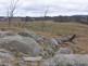 653 Boro Road, Tarago NSW 2580