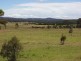 1198 Cullulla Road ‘Happy Hills’, Tarago NSW 2580