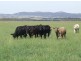 3159 Lumley Road, Tarago NSW 2580